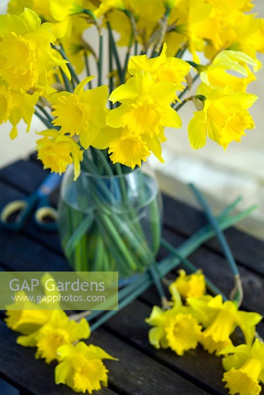 Daffodils being arranged in vase