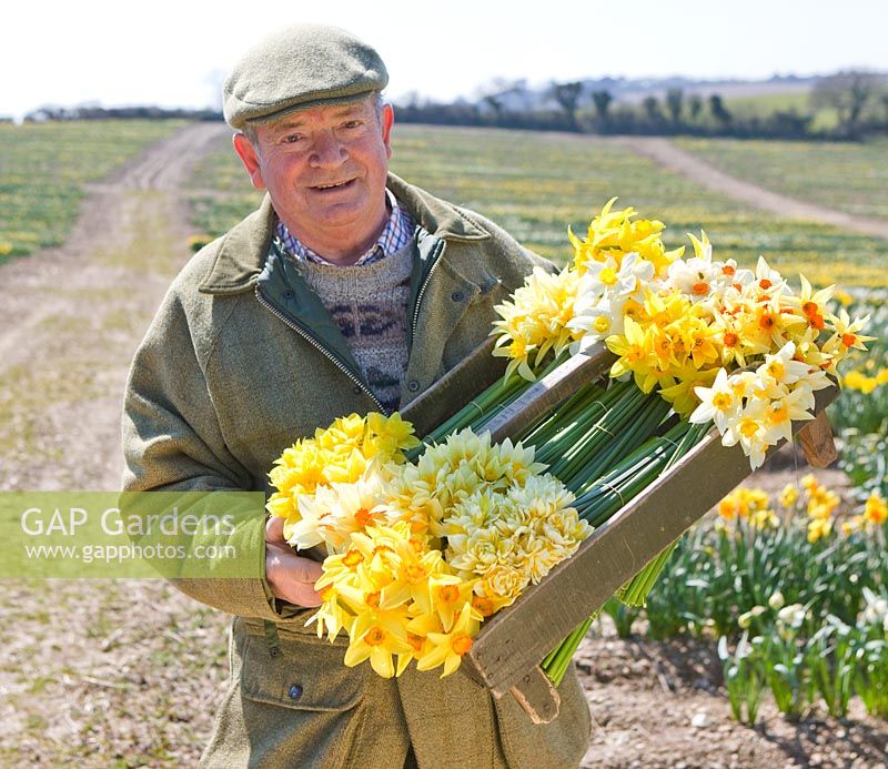 Ron Scamp in the bulb field with a box of heritage narcissi freshly picked. R. A. Scamp, Quality Daffodils, Cornwall
