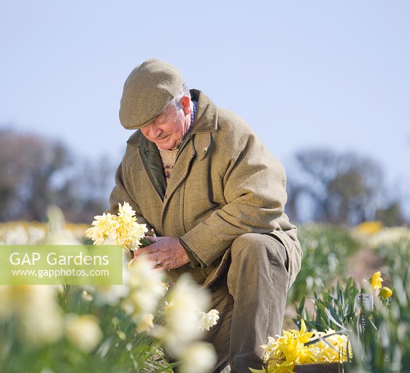 Ron Scamp in the bulb field picking narcissi. R. A. Scamp, Quality Daffodils, Cornwall