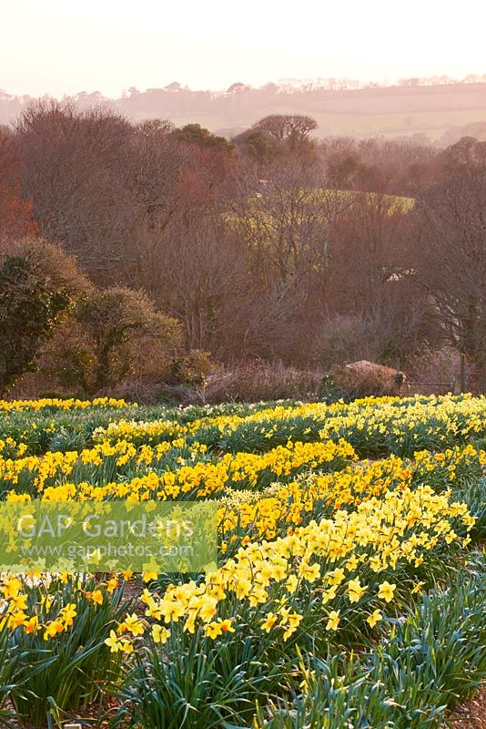 Daffodils growing in the trial field. R. A. Scamp, Quality Daffodils, Cornwall
