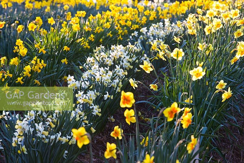 Daffodils growing in the trial field. R. A. Scamp, Quality Daffodils, Cornwall
