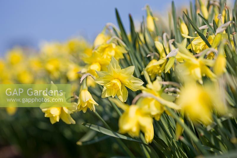 Narcissus 'Sulphur Phoenix'. R. A. Scamp, Quality Daffodils, Cornwall
