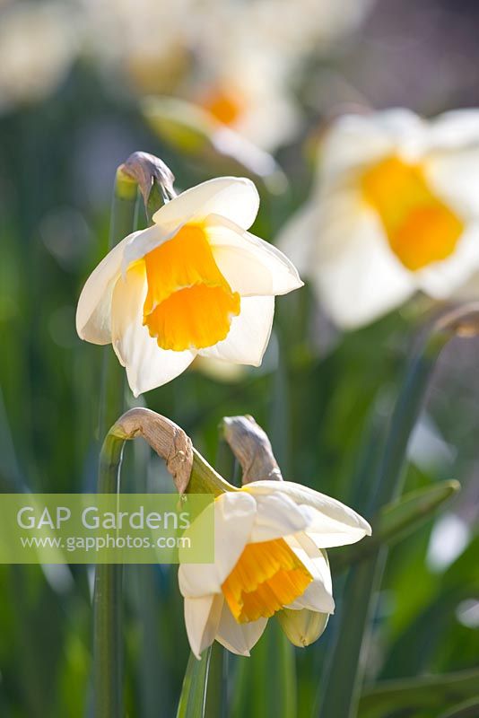 Narcissus 'Orange Supreme'. R. A. Scamp, Quality Daffodils, Cornwall
