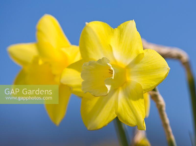 Narcissus 'Intrigue'. R. A. Scamp, Quality Daffodils, Cornwall
