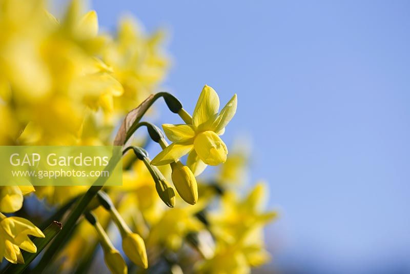 Narcissus 'Churchfield Bells'.  R. A. Scamp, Quality Daffodils, Cornwall
