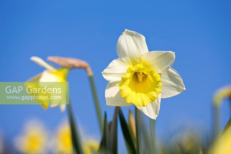 Narcissus 'Queen Mum'. Credit: R. A. Scamp, Quality Daffodils, Cornwall