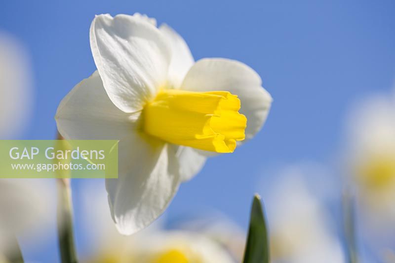 Narcissus 'Creed'. Credit: R. A. Scamp, Quality Daffodils, Cornwall