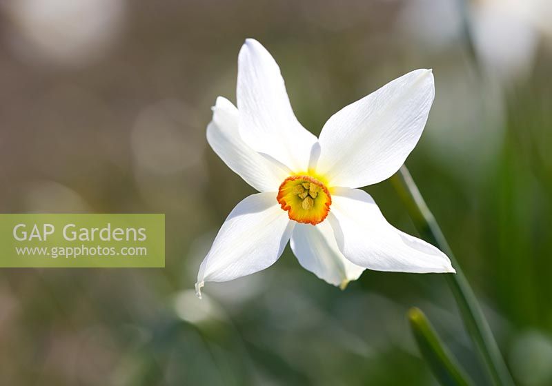 Narcissus 'Poeticus Praecox'. Credit: R. A. Scamp, Quality Daffodils, Cornwall