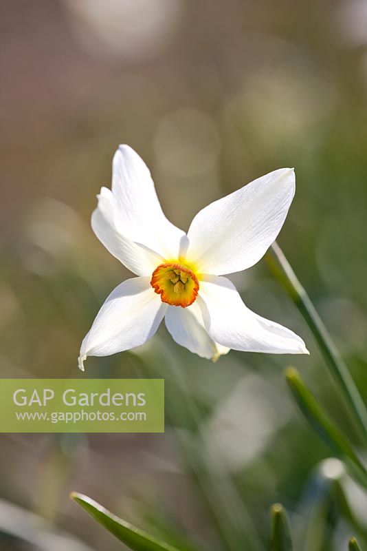 Narcissus 'Poeticus Praecox'. Credit: R. A. Scamp, Quality Daffodils, Cornwall