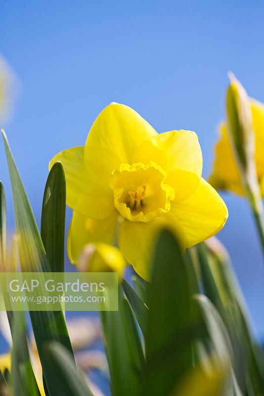 Narcissus 'Zekiah'. Credit: R. A. Scamp, Quality Daffodils, Cornwall