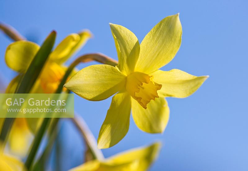 Narcissus 'Yellow Williams'. Credit: R. A. Scamp, Quality Daffodils, Cornwall