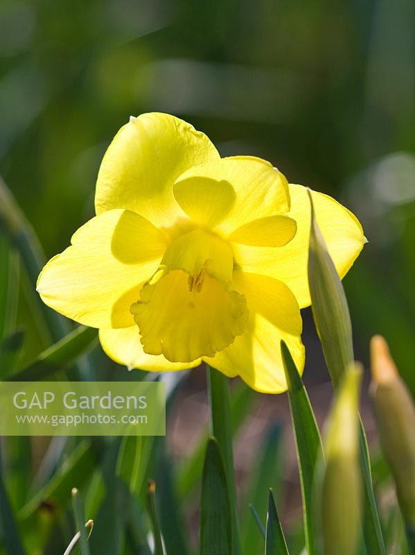 Narcissus 'Xunatunich'. Credit: R. A. Scamp, Quality Daffodils, Cornwall