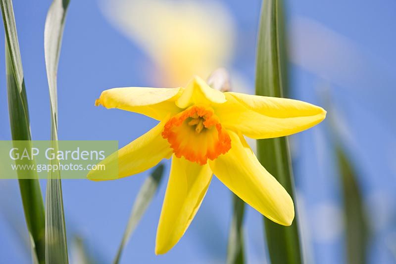 Narcissus 'Baths Flame'. Credit: R. A. Scamp, Quality Daffodils, Cornwall