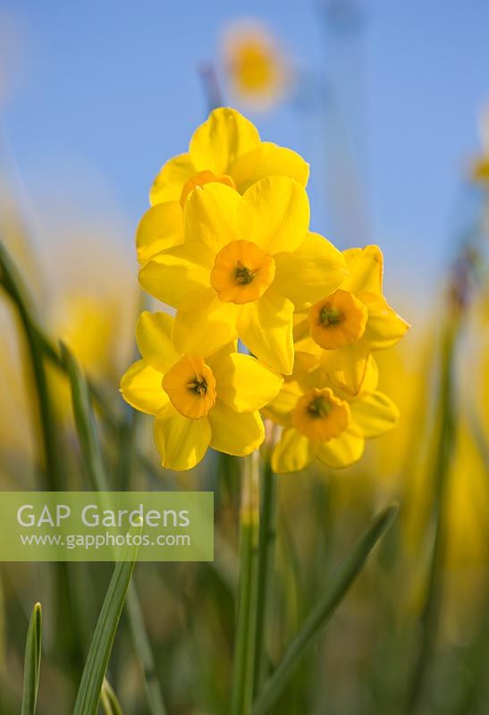 Narcissus 'Kokopelli'. Credit: R. A. Scamp, Quality Daffodils, Cornwall