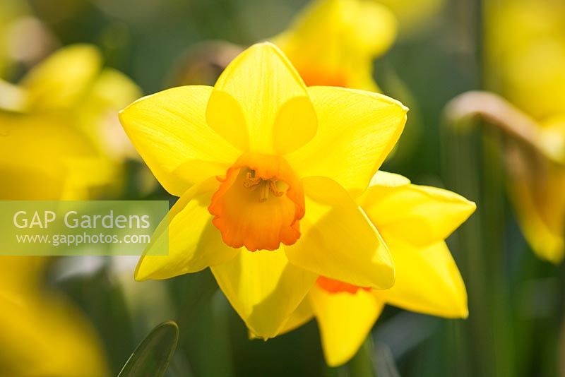 Narcissus 'Cape Cornwall'. Credit: R. A. Scamp, Quality Daffodils, Cornwall