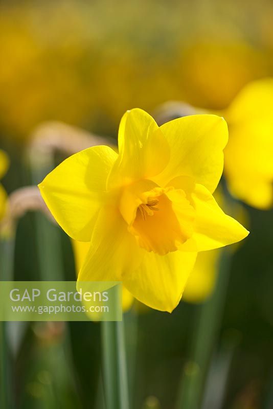 Narcissus 'Gold Charm'. Credit: R. A. Scamp, Quality Daffodils, Cornwall