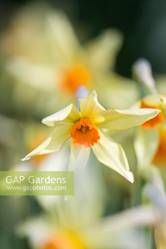 Narcissus 'Fire Brand'. Credit: R. A. Scamp, Quality Daffodils, Cornwall