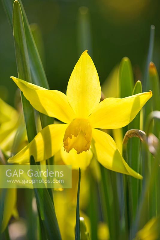 Narcissus 'Elegance'. Credit: R. A. Scamp, Quality Daffodils, Cornwall