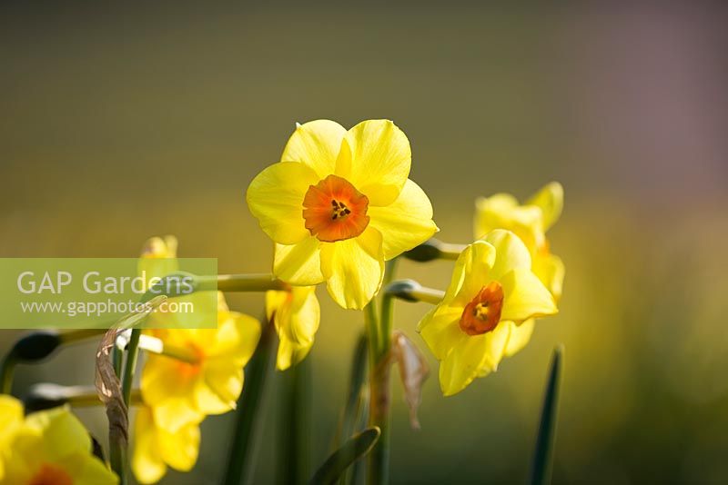 Narcissus 'Dan du Plessis'. Credit: R. A. Scamp, Quality Daffodils, Cornwall