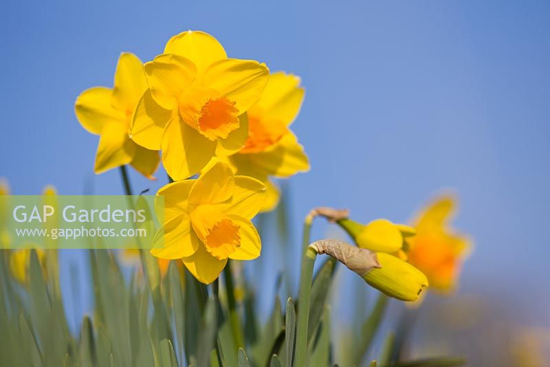 Narcissus 'York Minster'. Credit: R. A. Scamp, Quality Daffodils, Cornwall