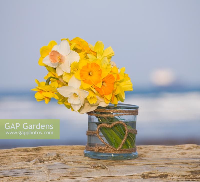 Daffodils in a glass jar by the seaside near Falmouth. Credit: R. A. Scamp, Quality Daffodils, Cornwall