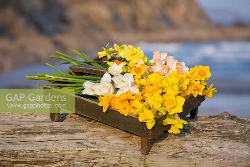 Daffodils in a wooden box  by the seaside near Falmouth. Credit: R. A. Scamp, Quality Daffodils, Cornwall