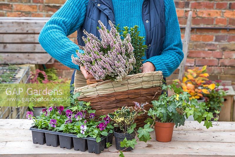 Planting Calluna vulgaris 'Michelle' in hanging basket
