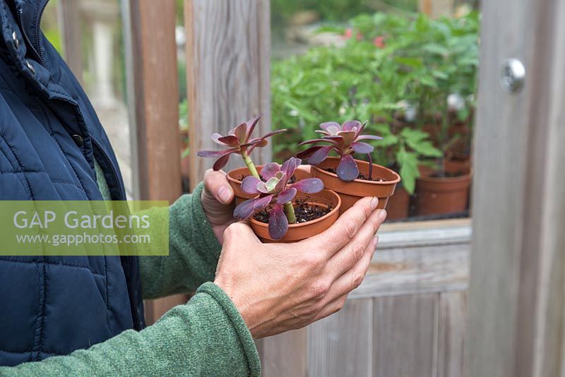 Woman carrying Aeonium arboreum shoot cuttings into a greenhouse