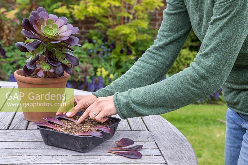 Space out the Aeonium arboreum leaves in a tray and gently firm the ends into the compost