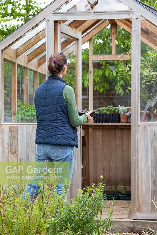 Woman carrying a tray of propagated Aeonium arboreum leaves into the greenhouse