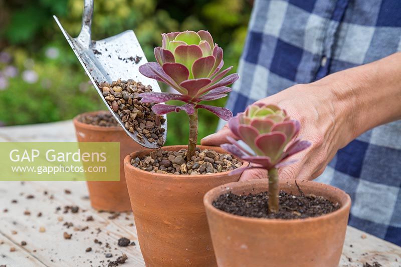 Adding a top mulch of gravel to the Aeonium arboreum shoot cuttings to assist with drainage