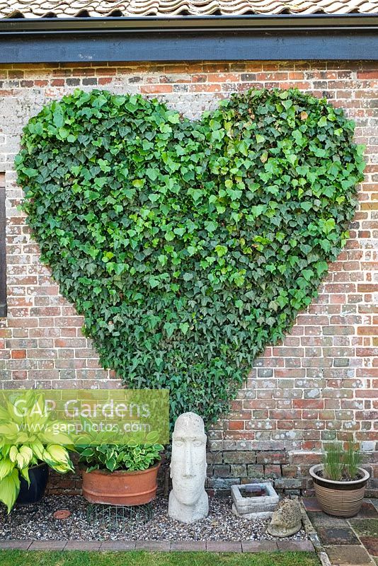 Hedera helix - Ivy Trimmed to Heart Shape on Wall of House 