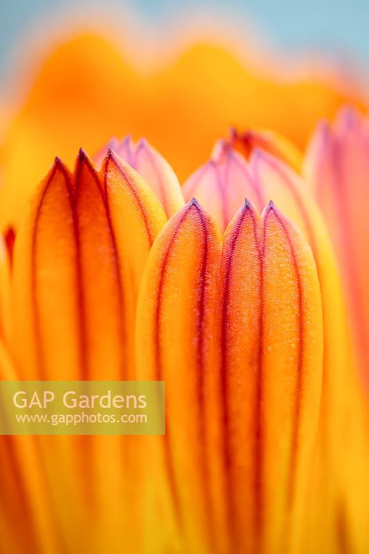Calendula officinalis Hybrid - Pot Marigold