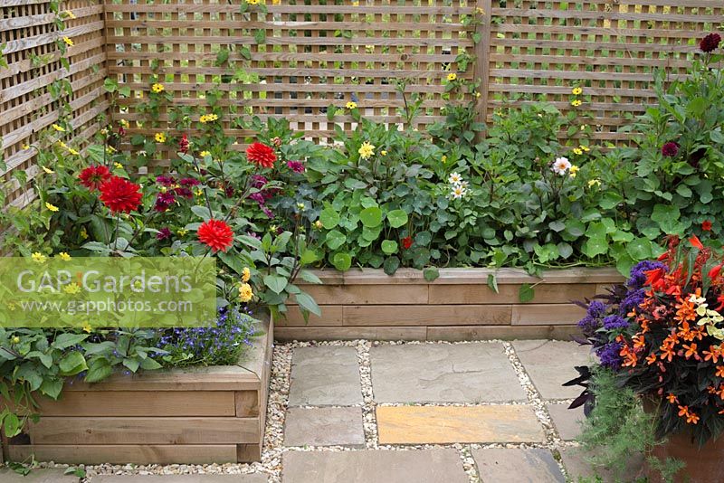 Overview of the Dahlia borders planted in raised beds constructed from WoodBlocX. Dahlia 'Garden Wonder', Thunbergia alata, Tropaeolum.