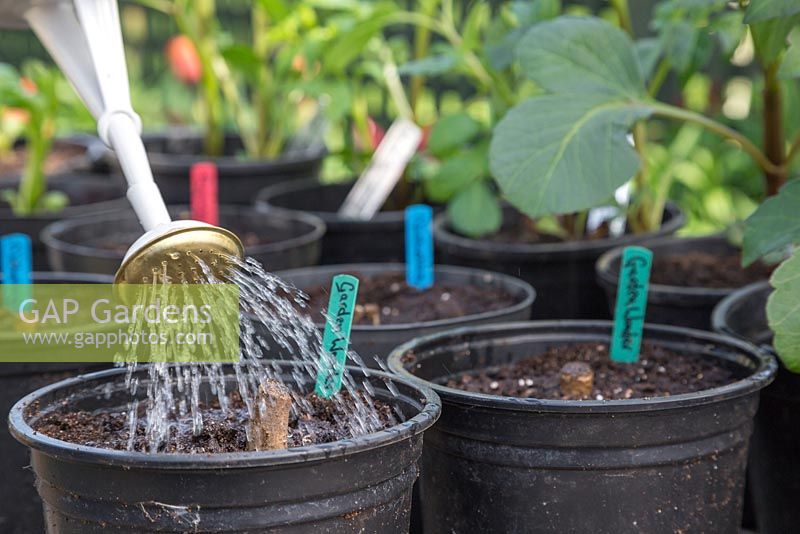 Watering freshly planted Dahlia tubers