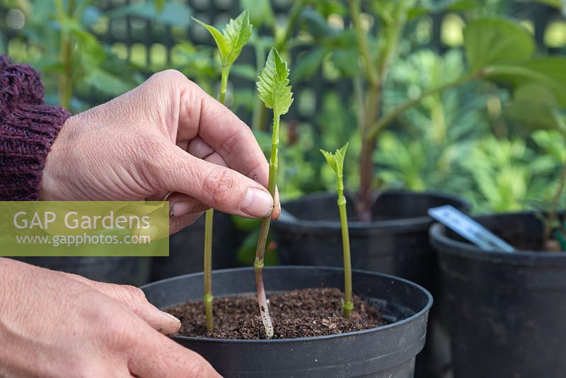 Planting Dahlia shoot cuttings into a pot, equally spaced apart to allow room for growth