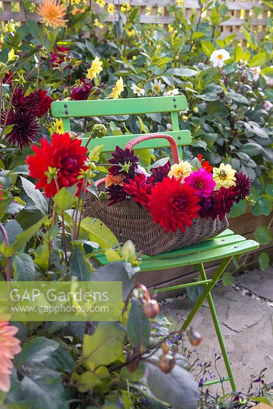 A trug of fresh cut flowers sat on a chair within the Dahlia borders. Dahlia 'Garden Wonder'