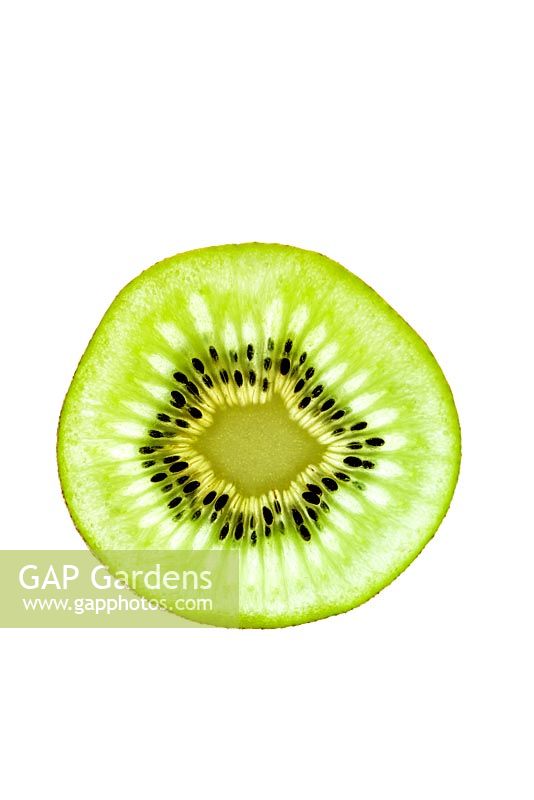 Actinidia arguta - Slice of Kiwi fruit