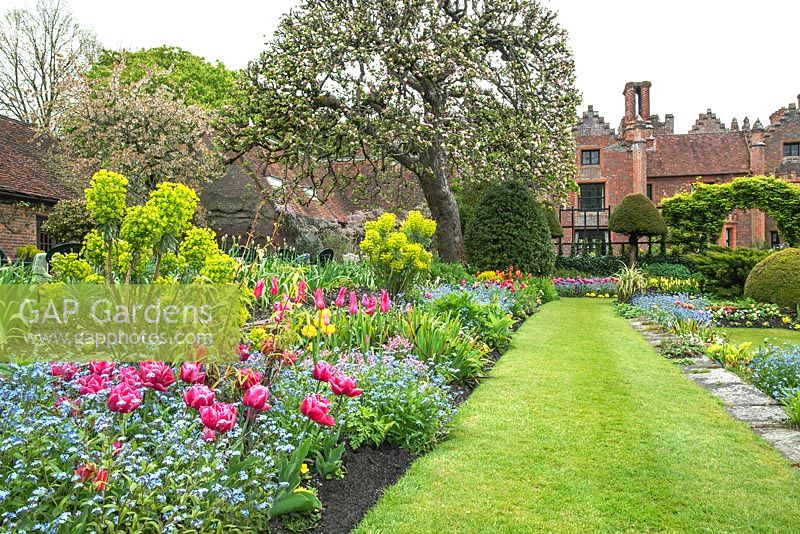 Chenies Manor Gardens, Buckinghamshire, showing the 'Sunken Garden' and House in Spring. Planting includes Tulipa 'Queen of Marvel', Myosotis, Hosta, Euphorbia, Primula 