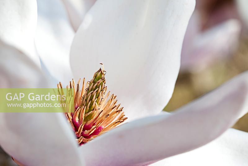 Magnolia 'Milky Way' - Stamen close-up