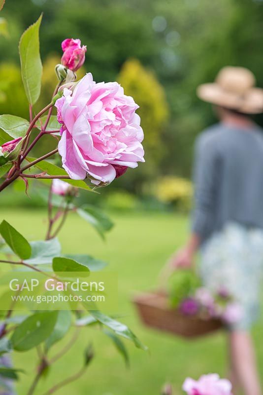 Rosa 'Constance Spry' in foreground, woman walking away with trug of cut Roses in background