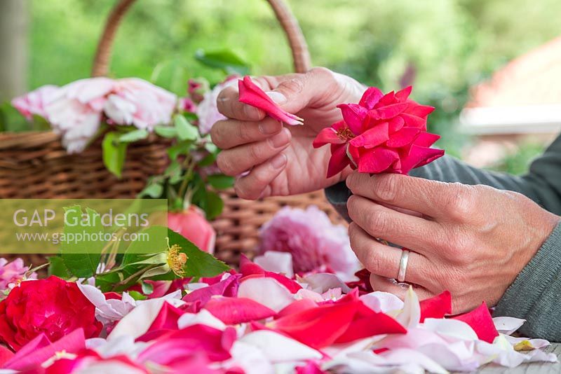Woman carefully removing the petals from the rose heads