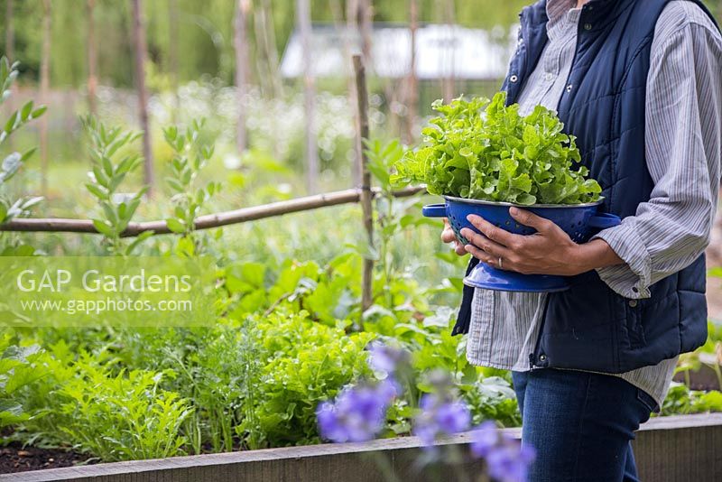 Woman walking through vegetable patch with blue colander of harvested Lettuce