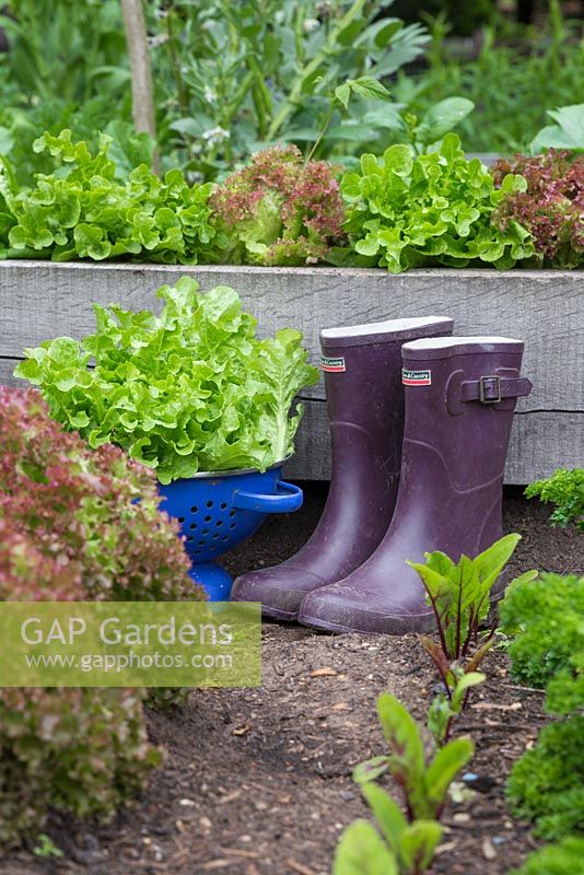 Blue colander of harvested Lettuce - Lactuca sativa with wellies in a vegetable bed