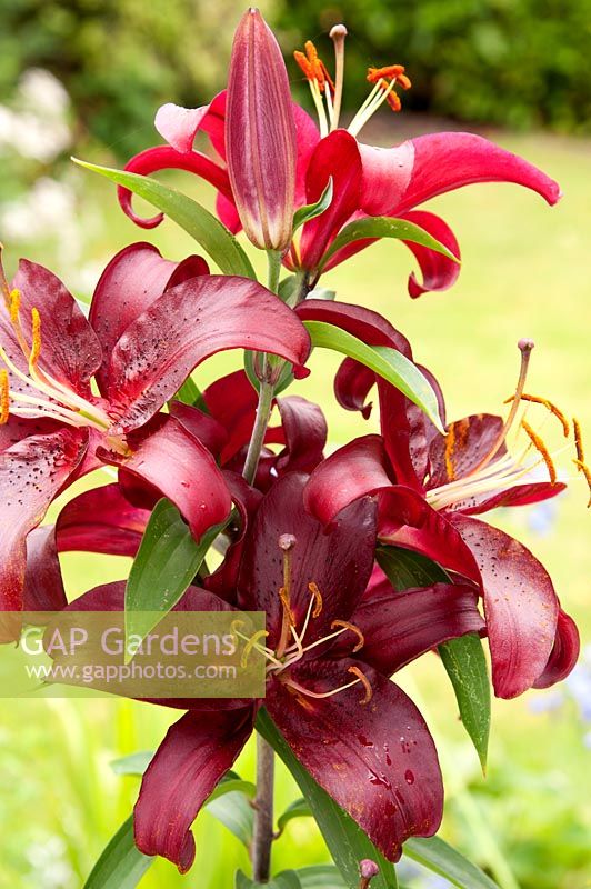 Lilium 'Pink Explosion', Tree Lily, July