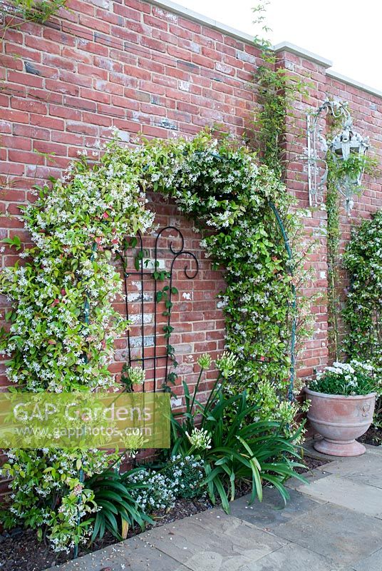 Trachelospermum jasminoides trained over an arch with white Agapanthus and Hebe growing underneath