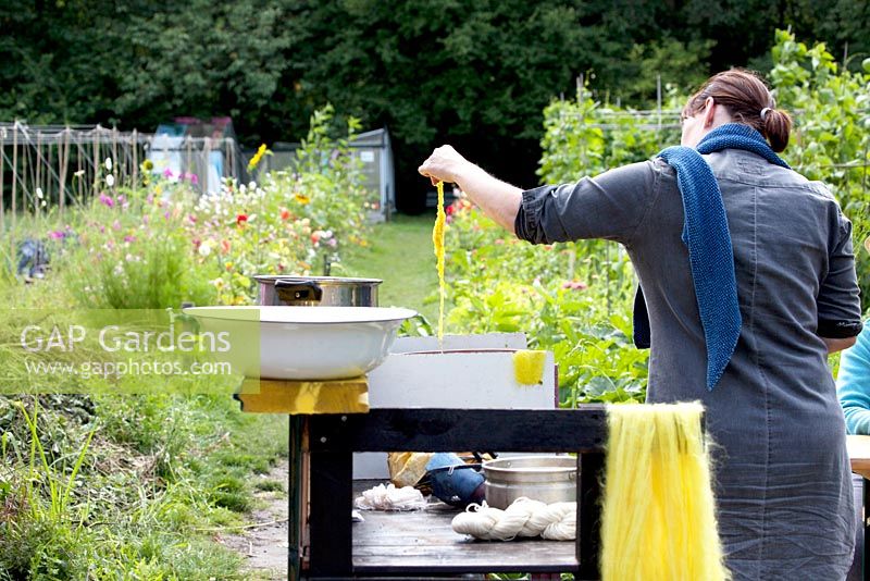 Demonstration on dyeing wool using colour extracted from plants.  Here a woman is using Reseda luteola to produce yellow dye.