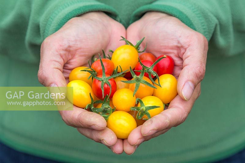 Woman holding bunch of Lycopersicon lycopersicum 'Jelly Bean Red and Yellow' - tomatoes  