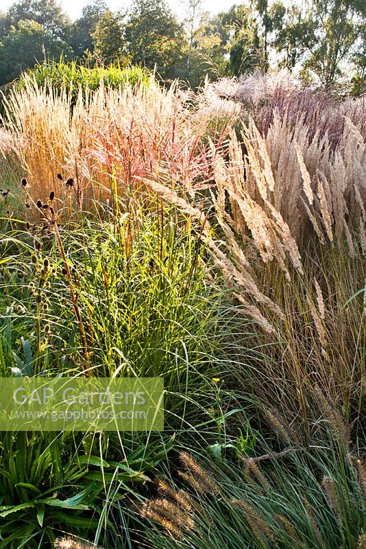 Grass border in October: Miscanthus sinensis,  Pennisetum alopecuroides Hameln, Calamagrostis x acutiflora 'Karl Foerster'. Buitenhof garden