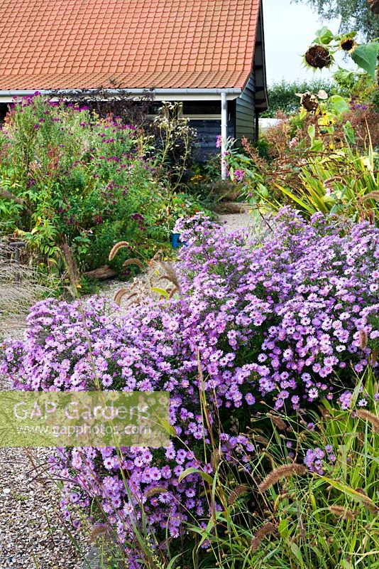 Raised bed with asters and grasses in October. Madelien van Hasselt, Vlackeland